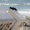 Punks hatten auf Sylt demonstriert.