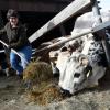 Katharina Mayer versorgt ihre Rinder auf dem Biolandhof Mayer in Gersthofen