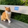 Franz Egger inittierte das erste Wörishofer Schwätz-Bänkle in der Gartenstadt auf dem Litauenplatz. Eine schöne Katze hat das sonnenverwöhnte Bänkle auch für sich entdeckt.