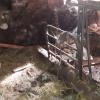 Die Bilder des Bauernhofs zeigen Missstände und Hygienemängel. Tierschützer sagen, die Tiere leben dort in einem bedenklichen Zustand und haben Anzeige erstattet. 