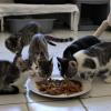 Im Tierheim Hamlar befinden sich zurzeit etwa 110 Katzen, die gefüttert werden müssen.