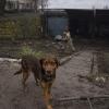 Ein Hund steht in der Nähe einer beschädigten ukrainischen Militäreinrichtung außerhalb von Mariupol.