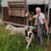 Peter Dobrick hält rund 80 Tiere, viele bedrohte Schaf- oder Ziegenrassen, auf seinem Hof in Steinhart bei Hainsfarth. 