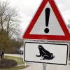 Wegen der Krötenwanderung werden im Landkreis Landsberg Straßen gesperrt.