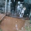 Mit diesem Foto wollen zwei ehemalige Mitarbeiter belegen, dass sich Hunde trotz starken Regens in den verschlammten Außenzwingern aufhalten mussten. 