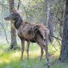 Zuwachs im Rothirschgehege nahe der Königsbrunner Heide: Ein neues männliches Tier wurde dort am Gründonnerstag eingesetzt. 