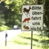 Bei Horgau ist Fahrradfahrer mit einem Fuchs zusammengestoßen.