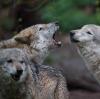 Noch ist nicht klar, ob ein Wolf für den Tod von Kälbern im Oberallgäu verantwortlich ist. Trotzdem wird heftig über einen möglichen Abschuss des geschützten Tieres diskutiert.