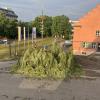 Auch die Trauerweide an der Jahnhalle in Günzburg ist dem Sturm zum Opfer gefallen.