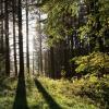 Ein schlafender Mann im Wald hat die Neu-Ulmer Polizei auf den Plan gerufen. 