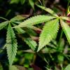Auch der Cannabis-Anbau soll nach Willen der Ampel in Grenzen legal werden. Doch noch ist er verboten. 