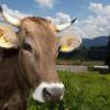 Allgäuer Kühe in Diepolz - Bauern - Kuh - Milchwirtschaft - Bergbauernmuseum - Museum - Alpwirtschaft - Kühe mit Hörnern - Allgäu