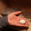 In 13 betreuten Taubenschlägen in Augsburg werden die Eier regelmäßig durch Attrappen ausgetauscht, bis zu 10 000 pro Jahr.  	 	