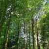 WBV Region Augsburg: Der Klimawandel stellt den Wald vor große Herausforderungen.