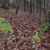 In einem Waldstück in München-Obergiesing wurde ein junger Mann tot aufgefunden. Wer ist der Tote? Symbolbild