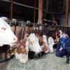 Auf das Wohl seiner über 75 gefleckten Milchkühe legt Landwirtschaftsmeister Maximilian Wunder viel Wert. Im Laufstall können sie sich frei bewegen.