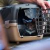 Über einen Futtertrick kann man die Katze mit der Transportbox anfreunden - das sollte allerdings schon einige Tage vor dem Einsatz der Box geübt werden.
