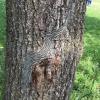 Die Raupen an dem Baum im Wittelsbacher Park: So sehen die Tiere aus, die auf der Haut Brennhaare mit giftigem Eiweiß tragen. 