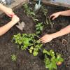Verschiedene Aktionen mit Schülern, wie hier die Bepflanzung alter Blumentröge in der Luitpoldschule, gehören zu den Aufgaben der Umweltbeauftragten. 