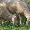 Ein Schafhalter aus dem Raum Harburg hat seine Tiere völlig vernachlässigt. Deshalb griff nun das Veterinäramt ein. 