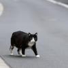 Eine Katze lief einer Fahranfängerin in Wattenweiler vors Auto. 