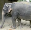 Targa (im Bild) und ihre Gefährtin Burma sind die beiden verbliebenen Elefanten im Augsburger Zoo.