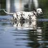 Wenn sich Hochwasser ankündigt, sind viele Menschen damit konfrontiert, wie sie ihre Tiere retten sollen.