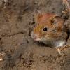 Vorsicht: Mäuse können den Hanta-Virus übertragen.