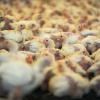 Schockierende Studie des BUND: Hähnchenfleisch aus Supermärkten und Discountern ist offenbar zu großen Teilen mit antibiotikaresistenten Keimen belastet.