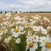 Blühstreifen zwischen Feldern sind eine Möglichkeit, das Insektensterben aufzuhalten. Der Umweltausschuss des Kreistages Aichach-Friedberg beriet am Mittwoch darüber, wie solche Projekte im Wittelsbacher Land gebündelt werden können. 	