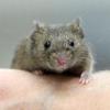 Mäuse sorgen für eine Ausbreitung von Hantaviren. Heißes, trockenes Wetter begünstigt dabei die Ausbreitung des Virus. 