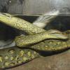 Anakondas zählen zu den größten Schlangen der Welt. Die Würgeschlangen können über acht Meter lang werden. Sie leben in den Anden und dort überwiegend in Gewässern.