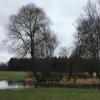 Im Januar stand das Weidengehölz auf einer Wiese nördlich von Westerschondorf noch. Die Aufnahme zeigt einen Teil davon.
