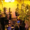 1,5 Kilogramm Marihuana fand die Polizei auf einem Anwesen in Untereichen.