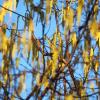 Es ist schon so weit: In Süddeutschland wirbeln bereits wieder Haselpollen durch die Luft. 