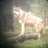  Auf einer Rinderweide zwischen Biberbach und dem Ortsteil Zollsiedlung sind Anfang Mai die Überreste des arg zugerichteten Tiers gefunden wurde. Der Verdacht lag nahe: Es war der Wolf. 