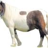 Pferde und Kühe sorgen für Zündstoff