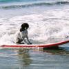 Ein Hund surft im Meer an der südkalifornischen Küste von San Diego . Derzeit ist es in dem US-Bundesstaat Kalifornien für März ungewöhnlich heiß. 