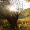 Ein Altwasser an der Donau im milden Licht eines sonnigen Herbstnachmittags: Eine solche Kulisse könnte bald Teil des dritten Nationalparks in Bayern sein. 