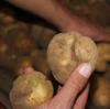 Die Trockenheit hat den Kartoffeln zu schaffen gemacht. Viele haben Wachstumsrisse.