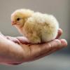 Wer beim Kauf von Eiern etwas für den Tierschutz tun möchte, kann das dank Initiativen einiger Supermärkte. Darauf sollten Verbraucher achten.