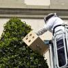 Ein Lorbeerbaum vor dem Rathaus hat es den Bienen offenbar angetan. Tagelang waren die Feuerwehr und ein Imker damit beschäftigt, die Insekten von dort wegzulocken.