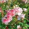 Rosen im Garten erfordern besondere Pflege. Wir haben einige Tipps zum Düngen und Schneiden von Rosen für Sie.