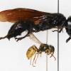 Die neu entdeckte Wespe ist fünf Mal größer als unsere heimischen Wespenarten.