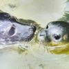 Besucher können sich freuen: Seehundmutter Ylva und ihr Nachwuchs sind ein Blickfang im Becken des Augsburger Zoos. 