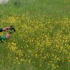 Für jeden Fotografen ist das Schmuttertal ein wahres Paradies: Die blühenden Blumen wie hier auf der Wiese bei Margertshausen und der sich schlängelnde kleine Fluss sind beliebte Motive. 