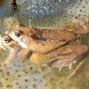 Eine neue Amphibienzählung im Augsburger Stadtwald ergibt einen teils extremen Rückgang von Fröschen und Kröten. Besonders schlecht steht es um den Grasfrosch.