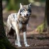 Ein Wolf hat bei Eurasburg ein Reh gerissen - ein DNA-Test hat das inzwischen bestätigt.