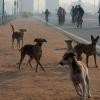 Nicht etwa Füchse, sondern Hunde (hier in Neu-Delhi vor der India Gate) sind weltweiter Hauptüberträger der Tollwut. 