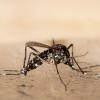 Klein und gefährlich: Die Asiatische Tigermücke hat sich unter anderem auf Mallorca eingenistet und kann das Dengue-Fieber übertragen.
